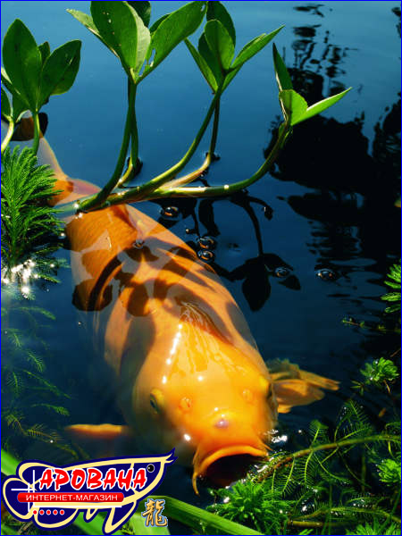 Бассейны и оборудование ... - epool.ru