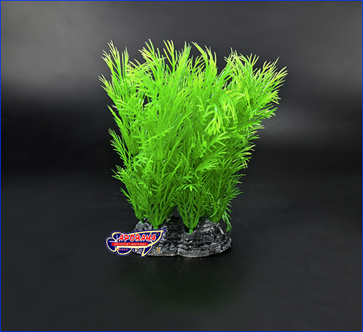  ,  Myriophyllum, 10 .