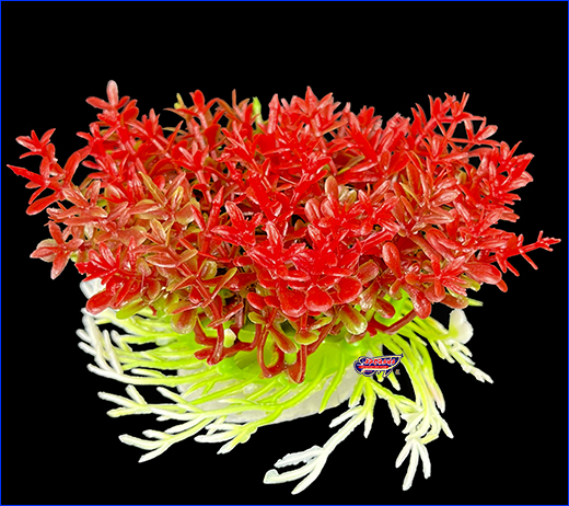  , Hemianthus micranthemoides, -, 10 .