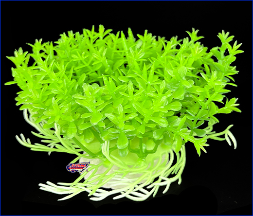  , Hemianthus micranthemoides, 10 .