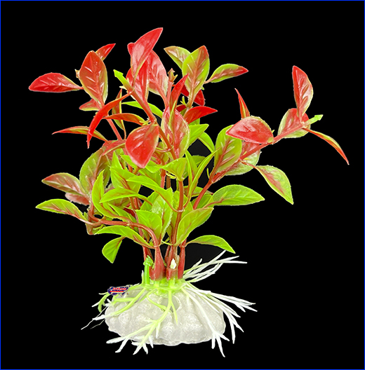   , Ludwigia, -, 10 .
