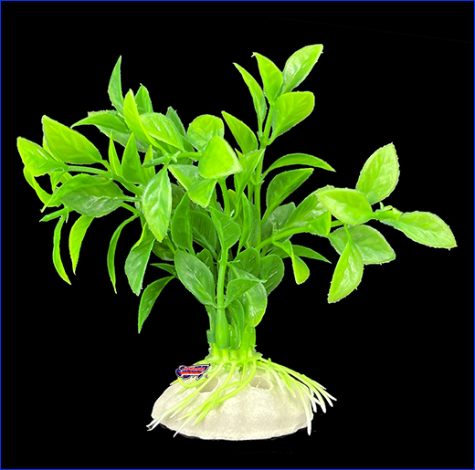  , Hygrophila corymbosa, 10 .