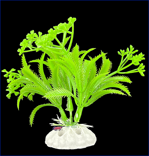  , Caulerpa, 10 .
