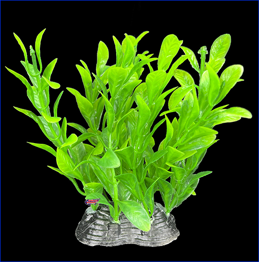  , Ludwigia repens, 10 .