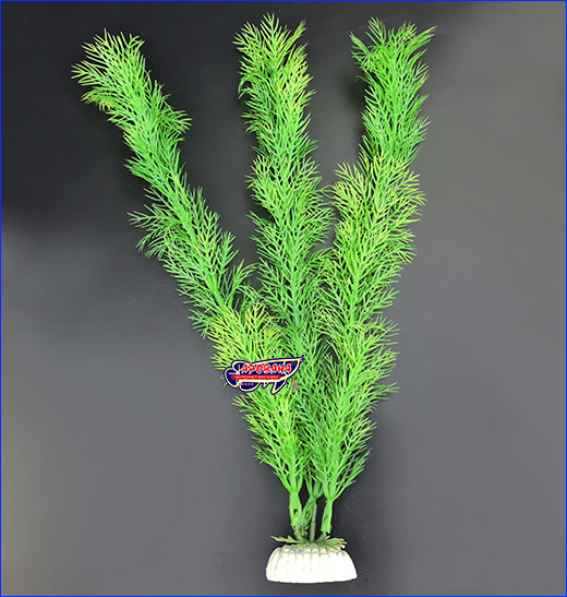  , Myriophyllum, 30 .