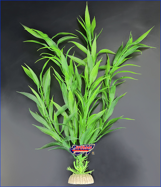  ,  Hygrophila corymbosa, 30 .