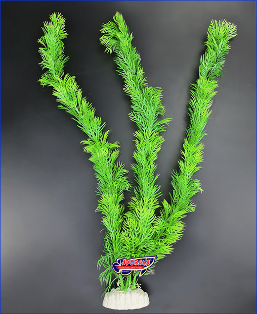  , Myriophyllum, 40 .