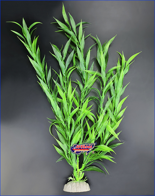  , Hygrophila corymbosa, 40 .