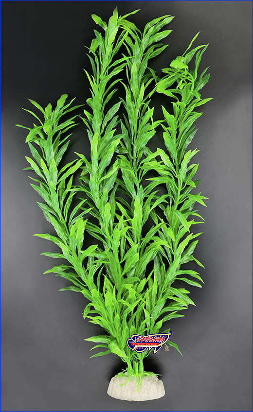  , Nomaphila stricta, 40 .