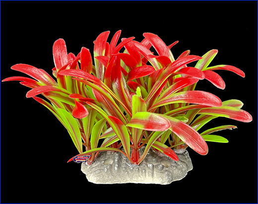 , Echinodorus, -, 10 .
