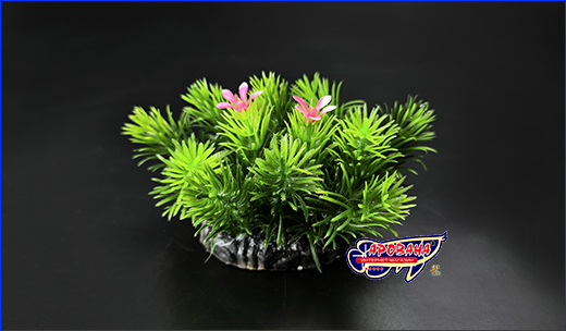  , Limnophila aromatica, 10 .
