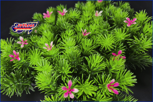  , Limnophila aromatica, 10 .