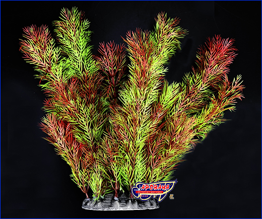  , Myriophyllum Red, 25 .
