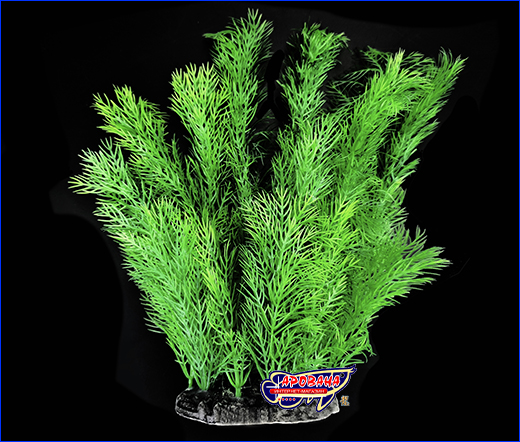  , Myriophyllum, 25 .