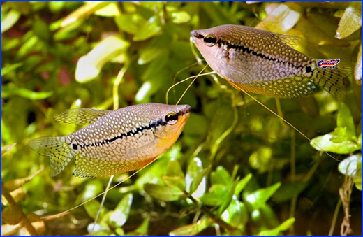 Корм для риб верхнього та середнього шару. Корм Акваріус, Classic Menu - Floating Pellets 1 кг (на вагу).