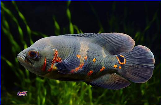  , Protein Menu - Big Sticks 1  ( ).