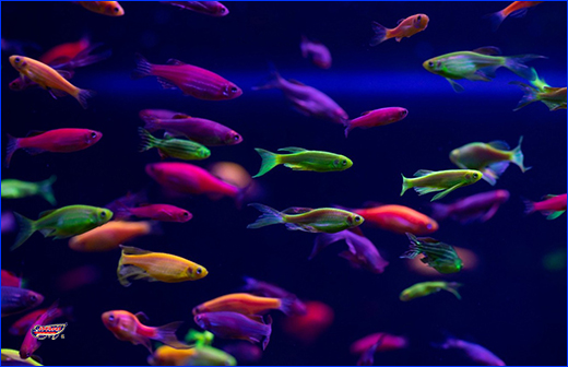 Корм преміум-класу для акваріумних риб. Корм Акваріус, Fantastic GLO PRO, flakes, 80 г.