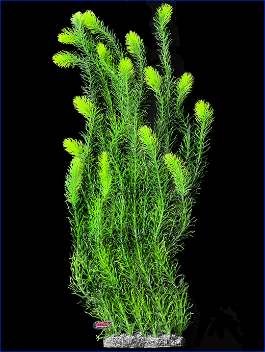  , Hornwort, 80 .
