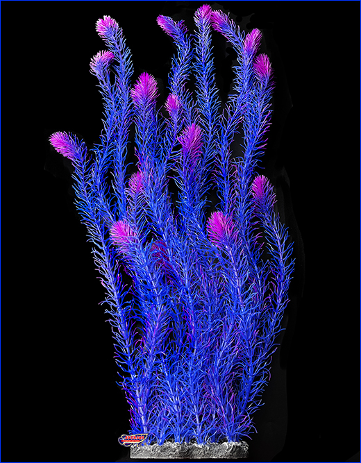  , Hornwort, , 80 .