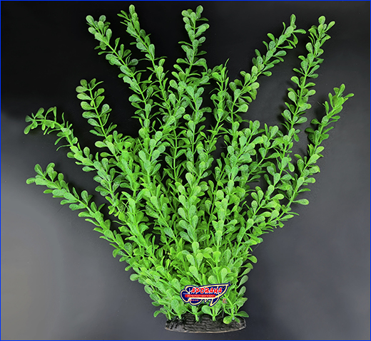  , Ludwigia repens, 40 .