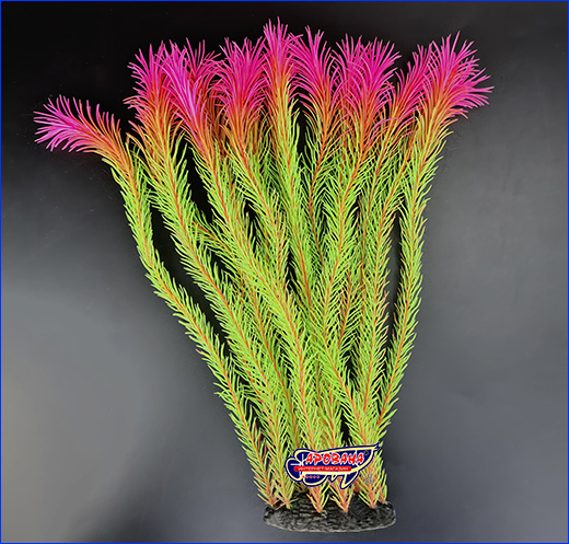  , Pogostemon, -, 35 .