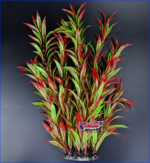 ,  Hygrophila corymbosa, -, 40 .