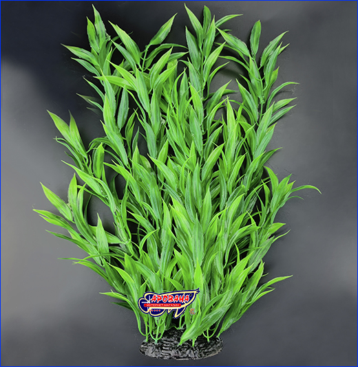  , Hygrophila corymbosa, , 40 .