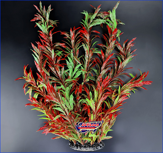 , Nomaphila stricta, -, 40 .