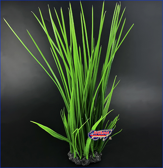 , Eleocharis acicularis, 37 .