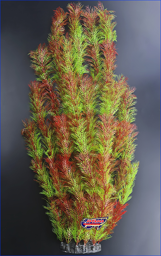  , Myriophyllum Red, 55 .