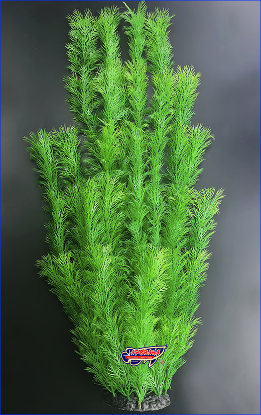  , Myriophyllum, , 55 .