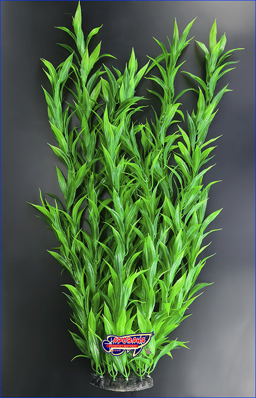  , Hygrophila corymbosa, , 60 .