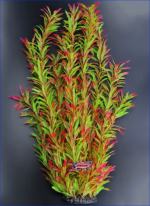  , Nomaphila stricta, -, 55 .