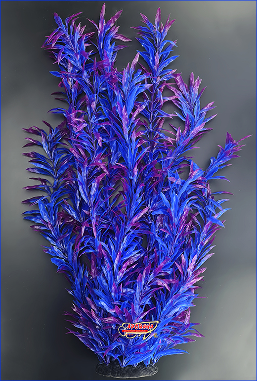 , Nomaphila stricta, -, 55 .