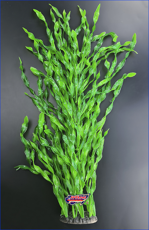  , Vallisneria, 60 .