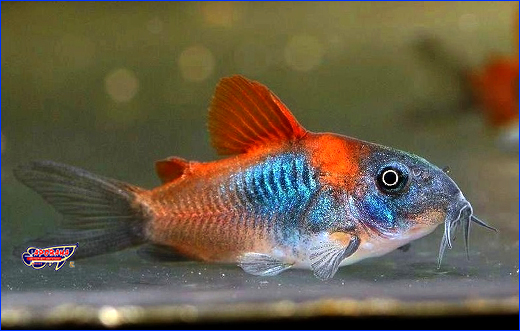  , Catfish Menu PRO, mini-tablets, 350 .