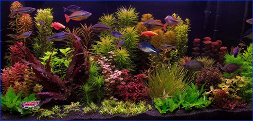  Aquaforest AF Lava Soil Black.