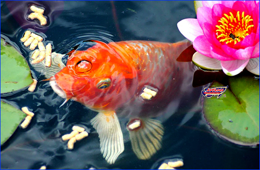  TetraPond KOI Sticks 10L.