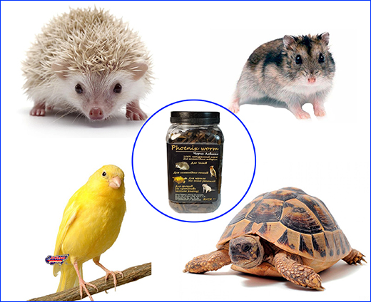 Універсальний корм чорної львінки. Корм Буся, Phoenix Worm 450 ml.