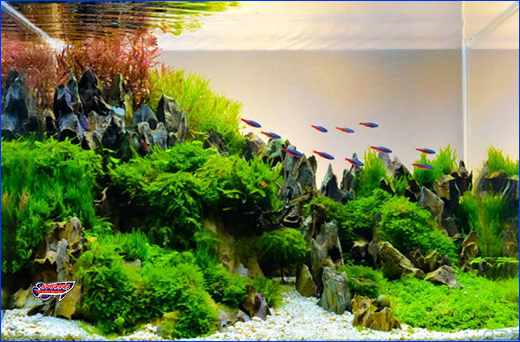 �������� Ptero Aqua BioClean, 10 ��.