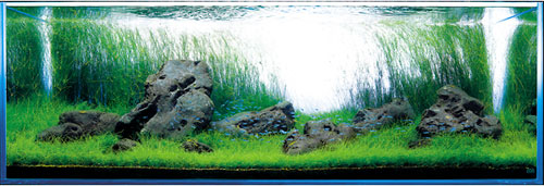 ADA Congo Sand SS -     .