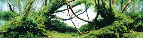 ADA Aqua Soil Normal Africana -   .