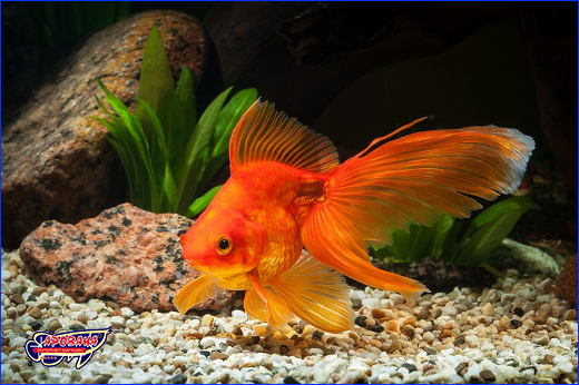 Корм для золотих риб. Корм Акваріус, Gold Fish PRO, mini-pellets 250 г.