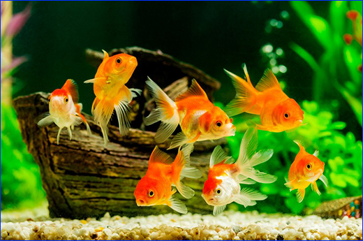  , Gold Fish Junior PRO, mini-pellets  40 .