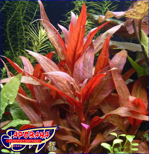 Alternanthera reineckii (Альтернантера рейнеки) - растения для тропического аквариума.