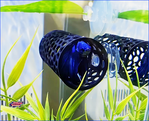    AQUAXER, Frame 3D, Tunnel 10 , .