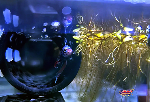    AQUAXER, Frame 3D, Tunnel 10 , .