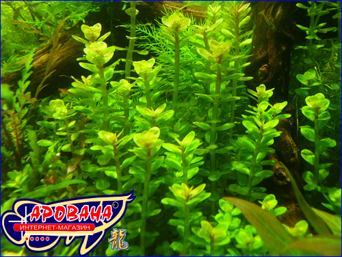 Ammania sp. 'Bonsai' ( ''), -      .