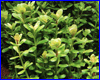 Аквариумное растение, Ammania sp. Bonsai.