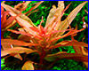 Аквариумное растение, Ammannia gracilis.
